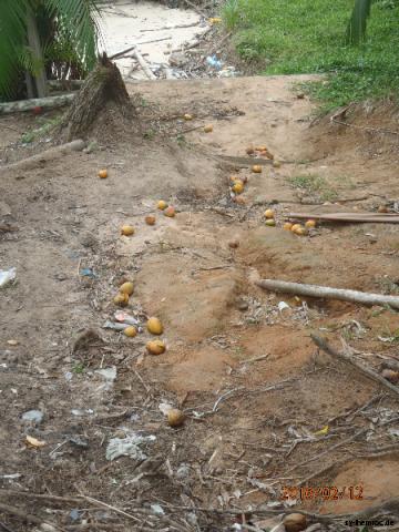 20160212 sirinam mangos am boden