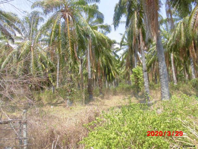 20200329 palmenplantage